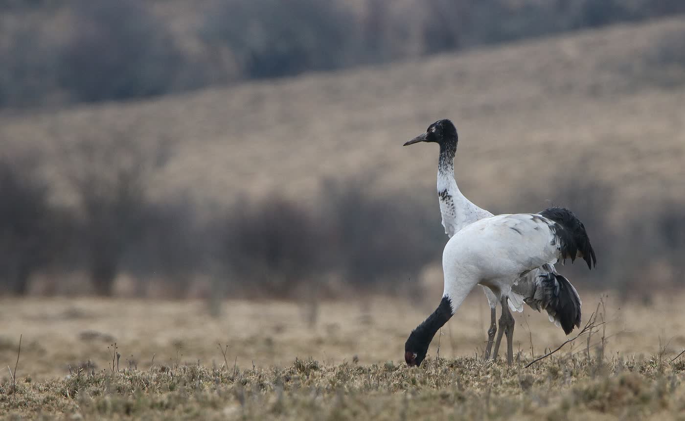 Black-necked crane