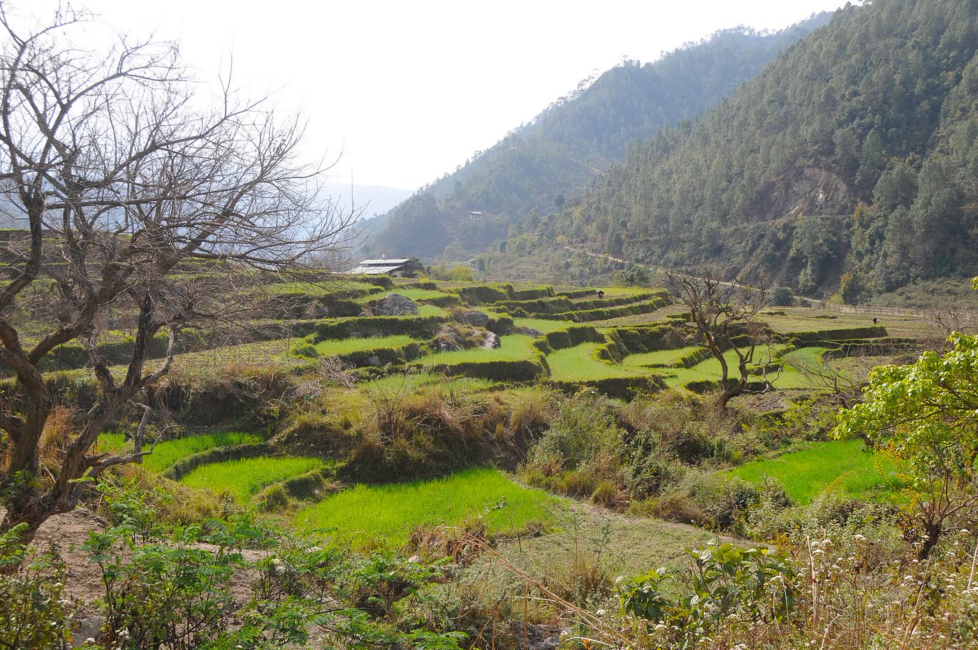 Punakha valley