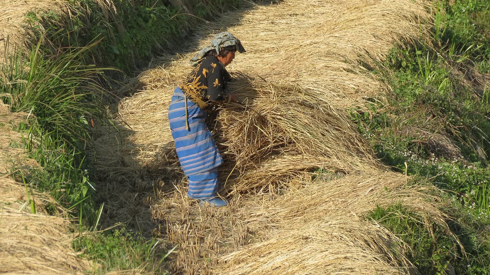 Rural Life & Harvest