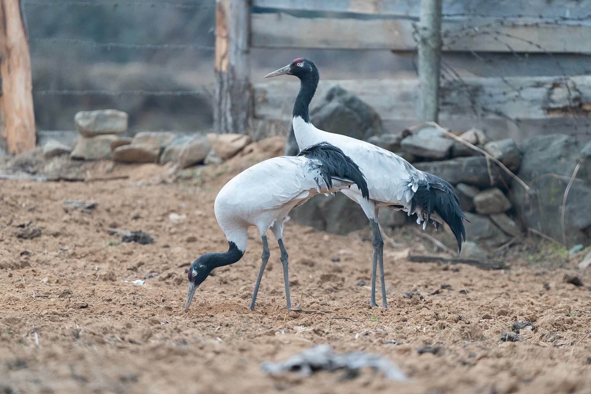Cranes of Phobjikha